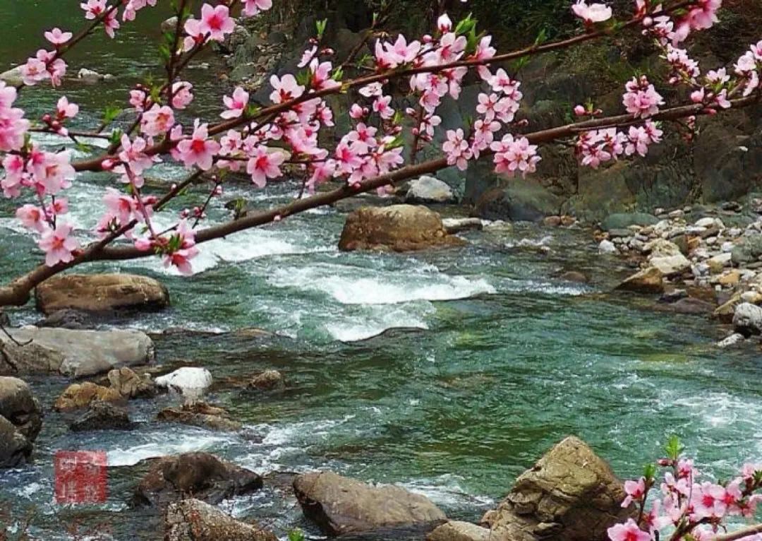 三月桃花水中图片