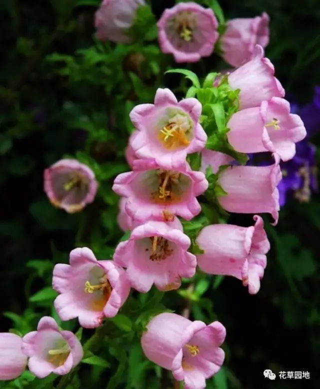 7474那些花开成串的花儿惊艳你的四季