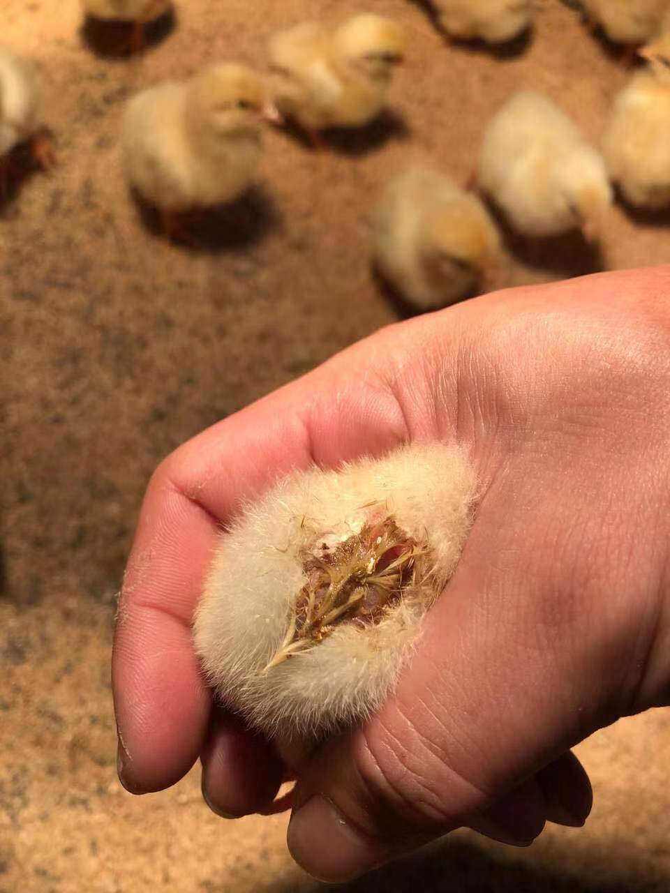 鸡一直拉肚子怎么办肉鸡拉稀吃什么药鸡老是拉稀是什么原因