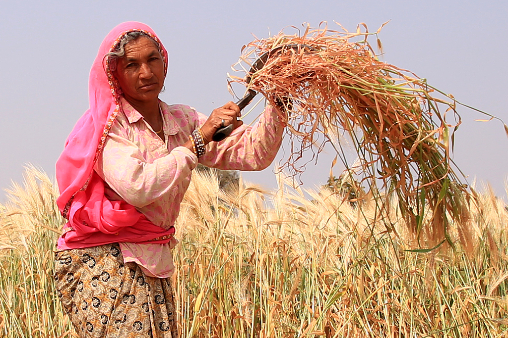 印度农民在郊外地区收割小麦