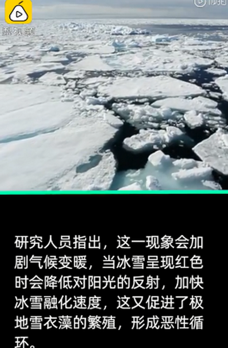 南极雪地变血红色散发西瓜味被称西瓜雪专家发出警告