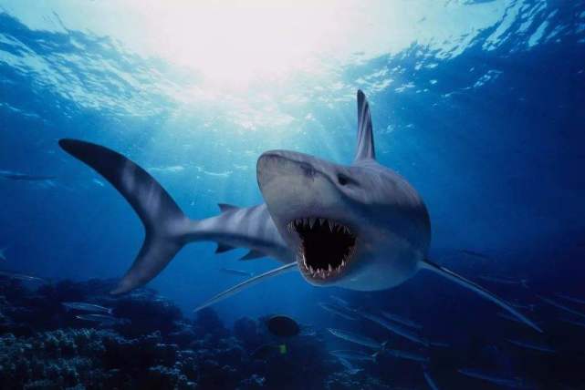 由于鲨鱼的两眼长在头部的两侧,所以它几乎可以感觉到各个方位的光线.