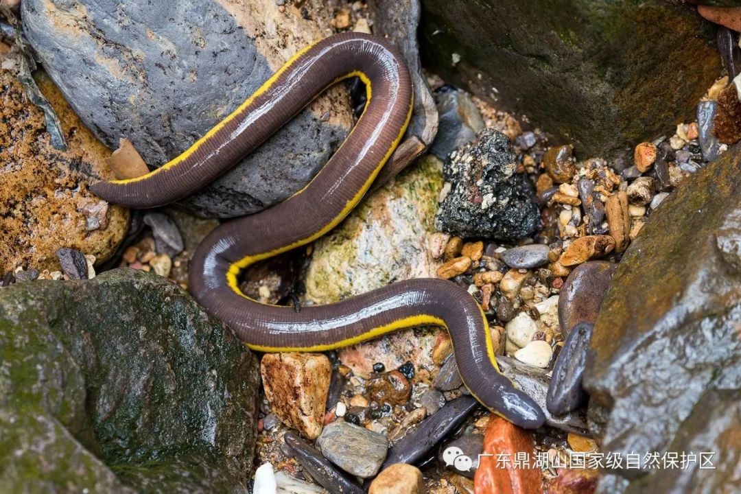鼎湖山出现了一种被网友称为"双头蛇"的奇特物种,据说,这是一种长约半