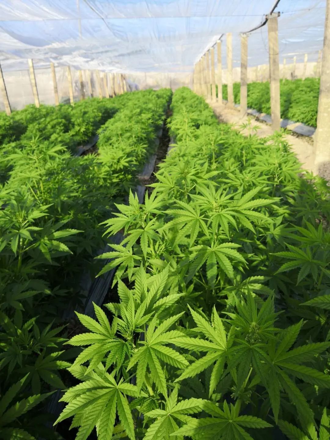 汉麻种植:绿色产业的新希望