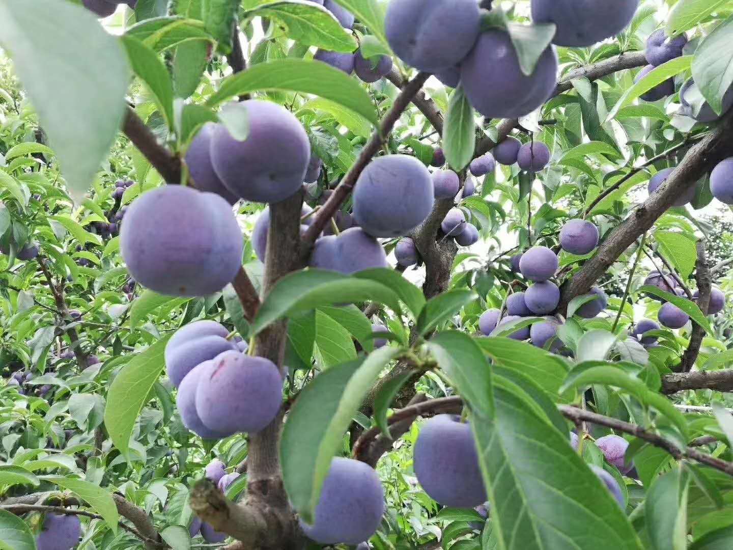 凤凰李李子苗成都李子苗批发