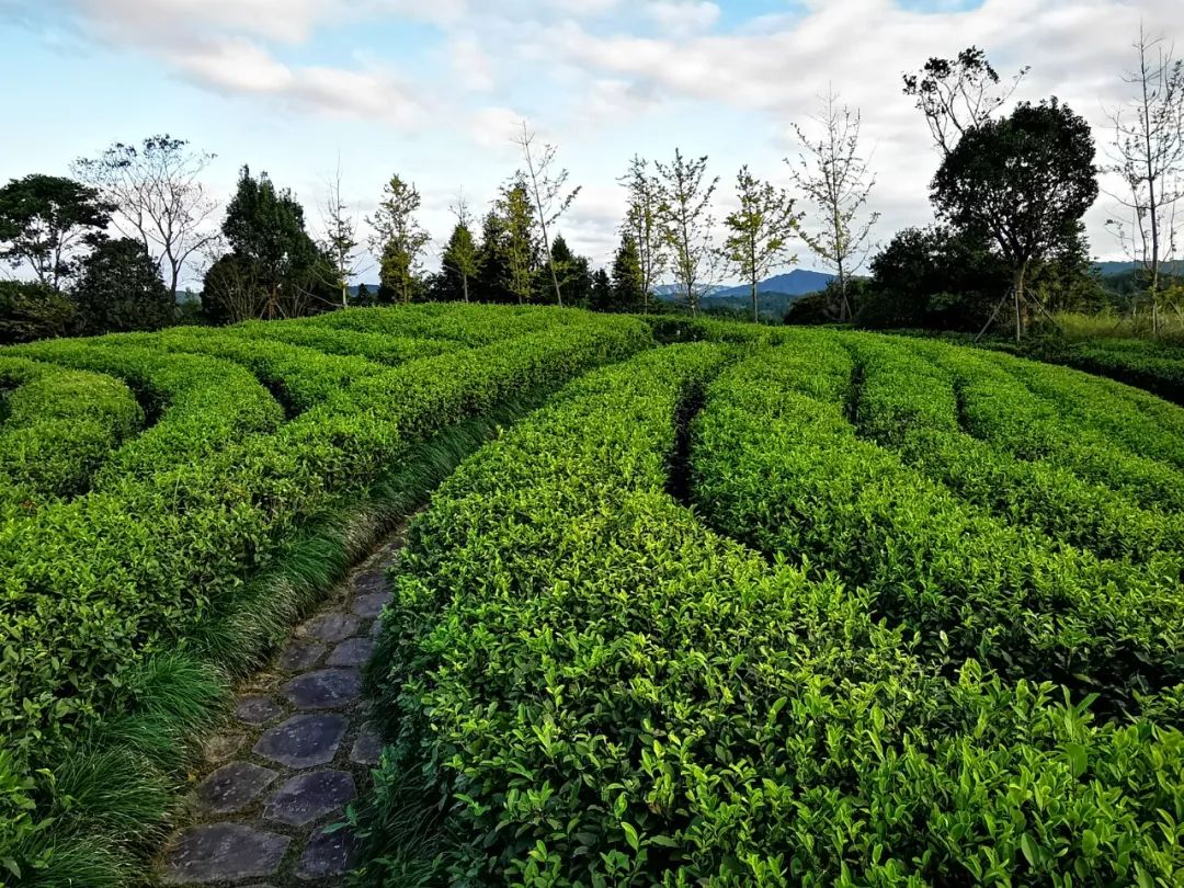 followme游温州文成嘉南美地隐于山水间的生态桃花源