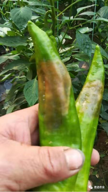 辣椒烂果您知道怎样解决吗