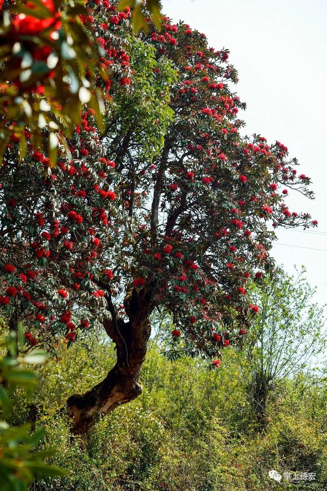 马缨花开红艳艳:可以自由游走于花海的日子,应该不远了吧_杜鹃花