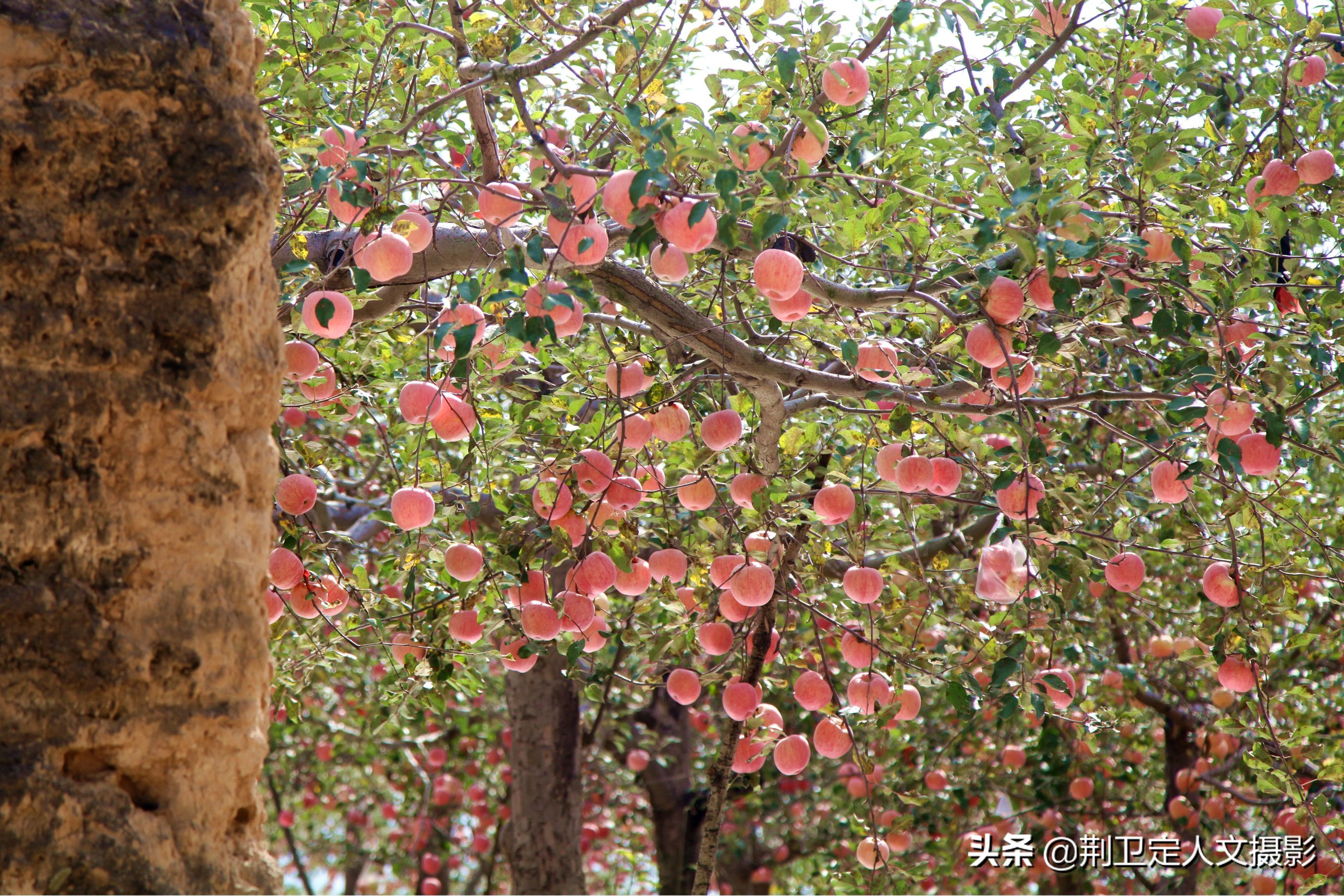 为了充实退休生活,他就和老伴把窑洞院子里的地里在种上了苹果树,一来