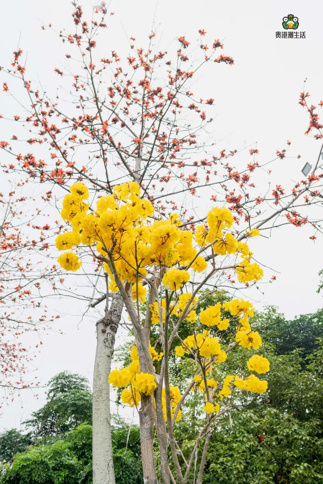 贵港花都开好了木棉紫荆黄风铃今年春天特别美