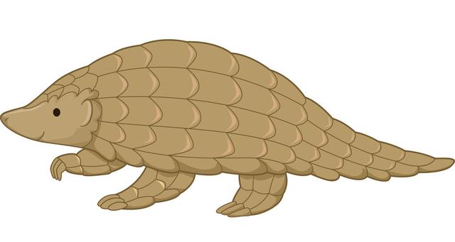 害羞的穿山甲是怎么变成极度濒危的