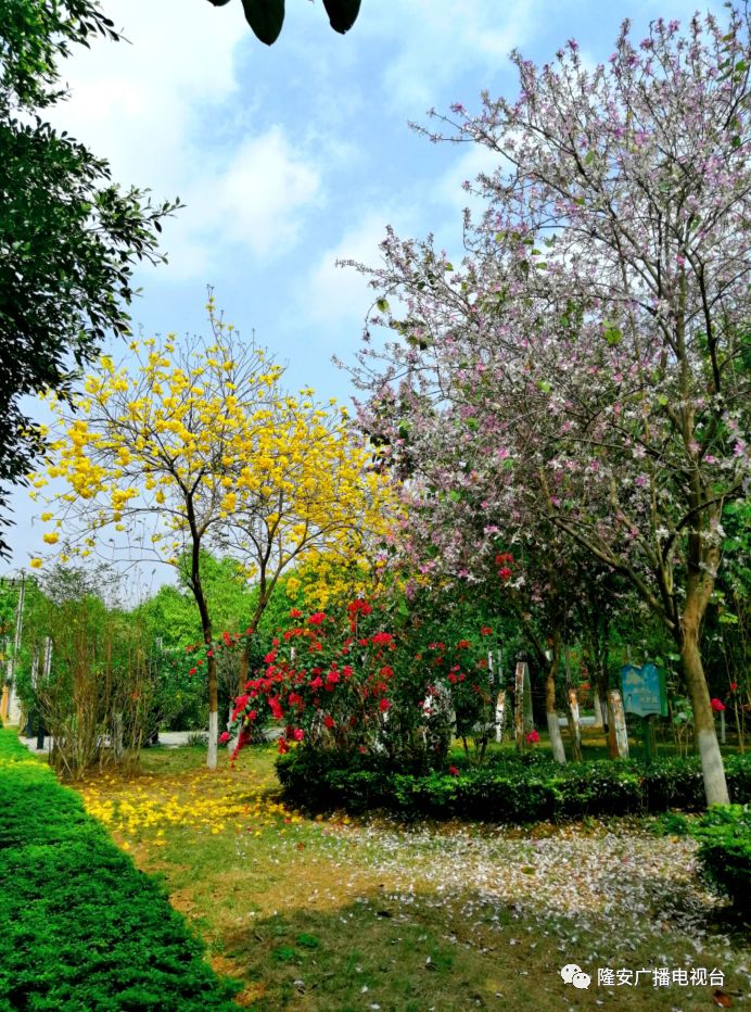 隆安县那城公园图片