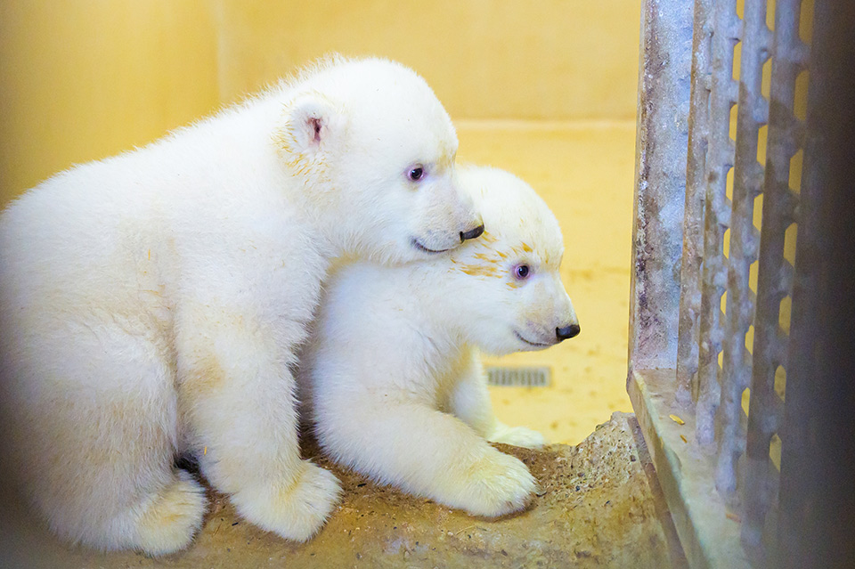 德国新生北极熊小姐妹 雪白两小只萌到犯规了