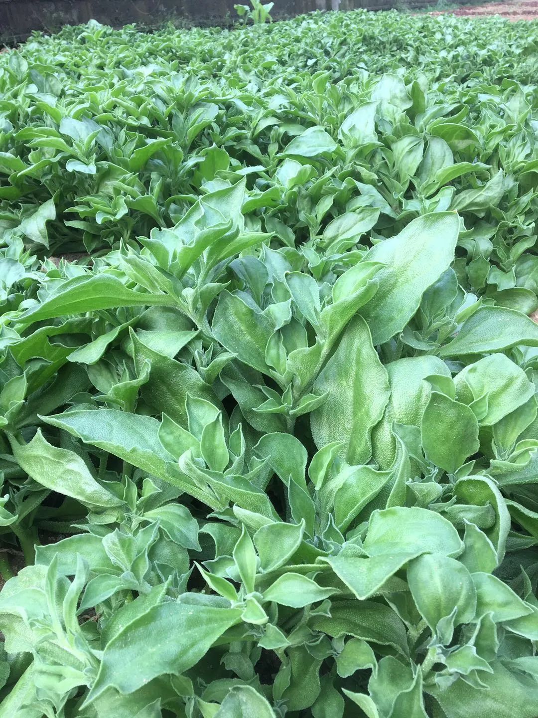 【小主编福利】爱心蔬菜,十元一袋_田七