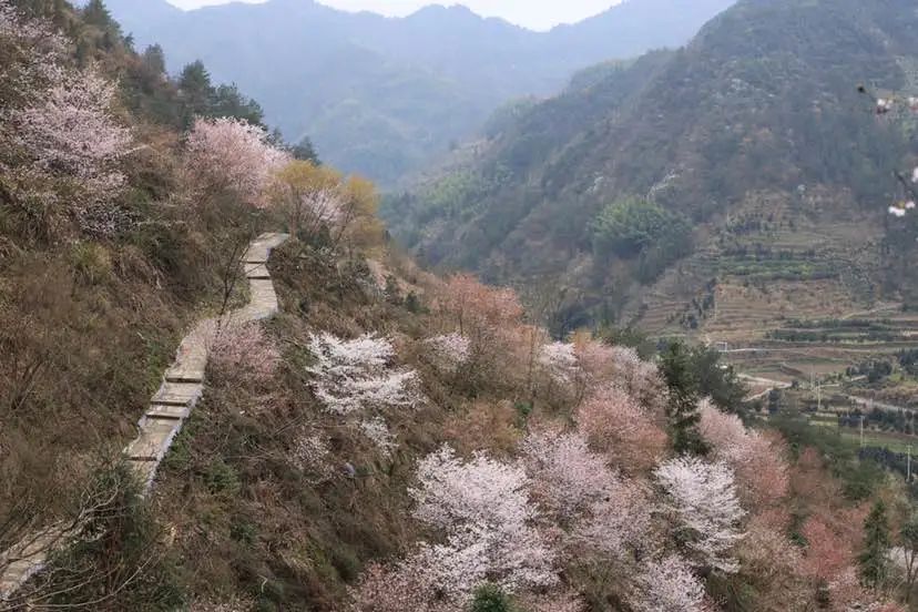 原创分享去磐安东川村邂逅一场浪漫樱花雨