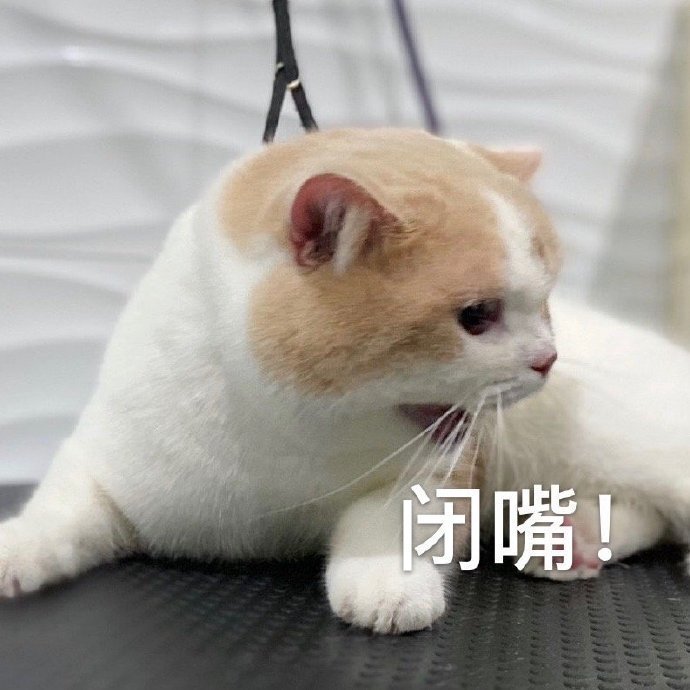 闭嘴表情包图片我鬼混回来了哼我看透了你这个渣