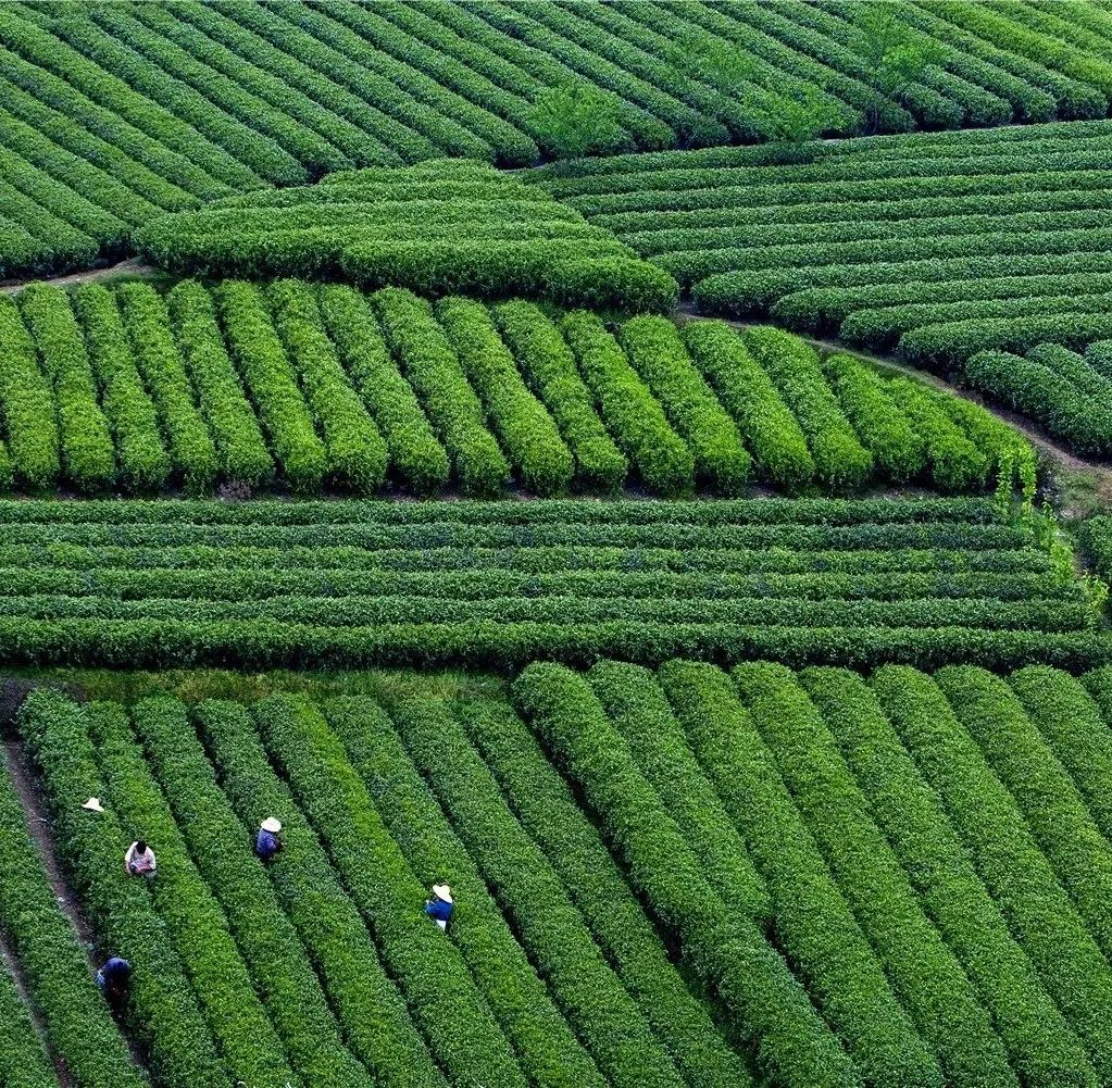 请品细细品57秒开化茶博士让你爱上开化龙顶茶视频