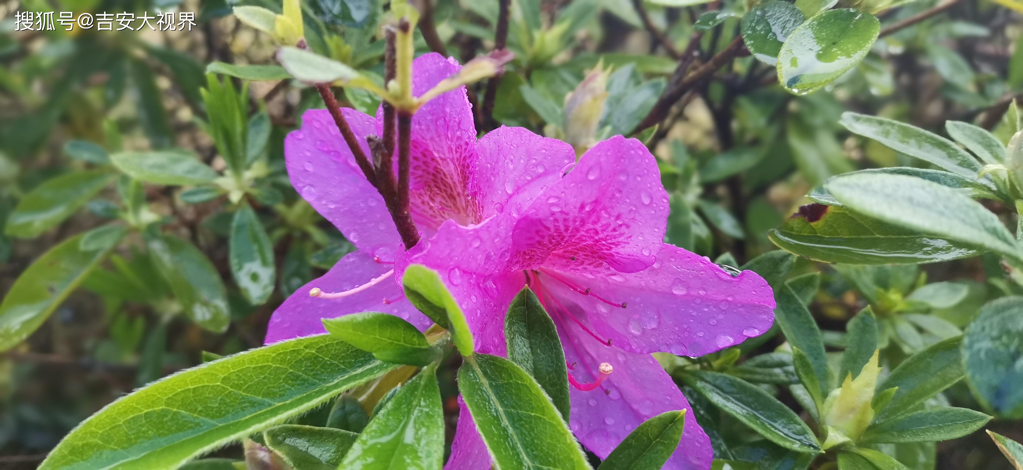 吉安視覺:雨中的花朵 唯美夢幻