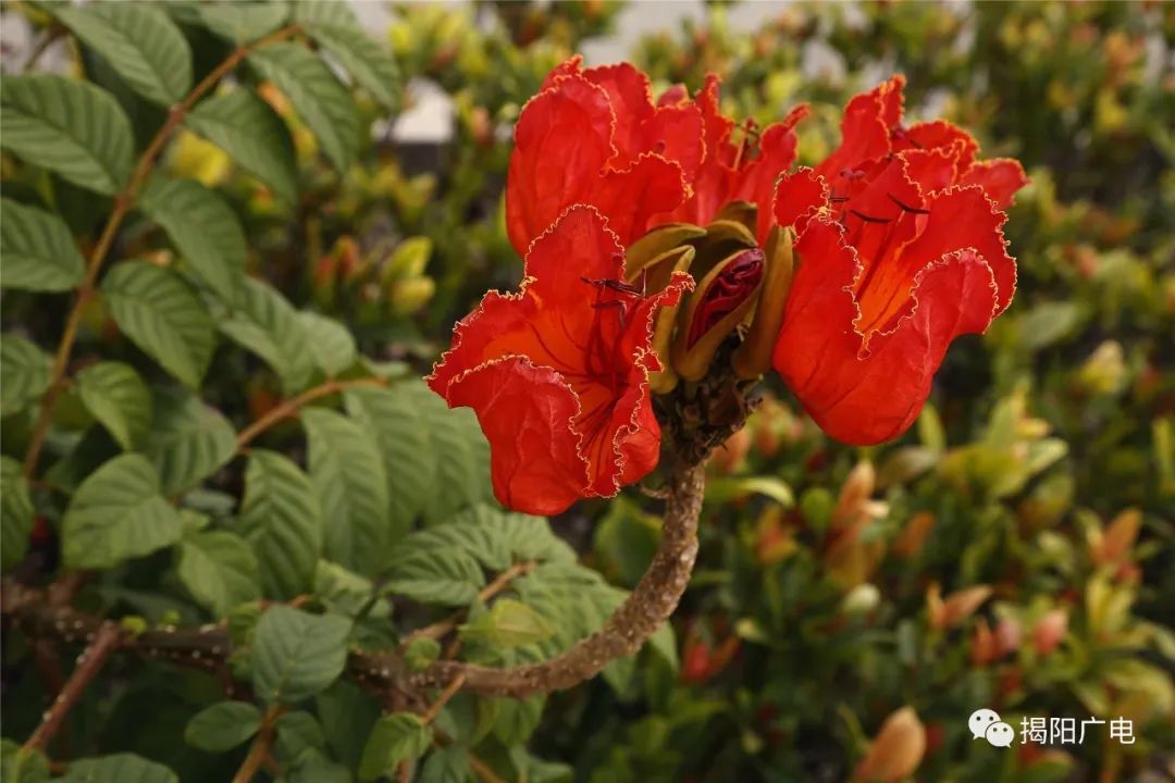揭阳红了风铃木有话要说