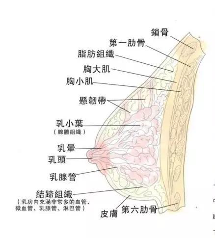 什么是胸下面部位图片