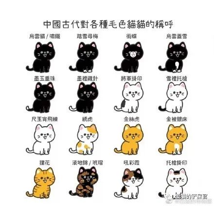 中国古代对猫是怎样称呼的