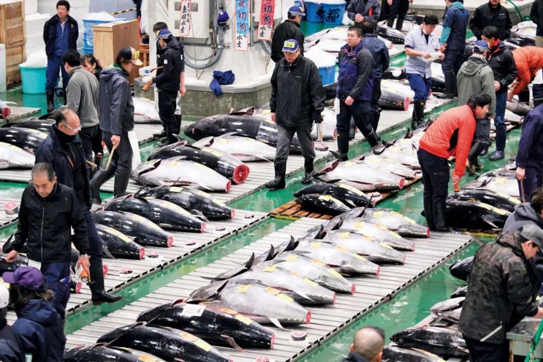 搬家后的日本筑地市场还值得去吗