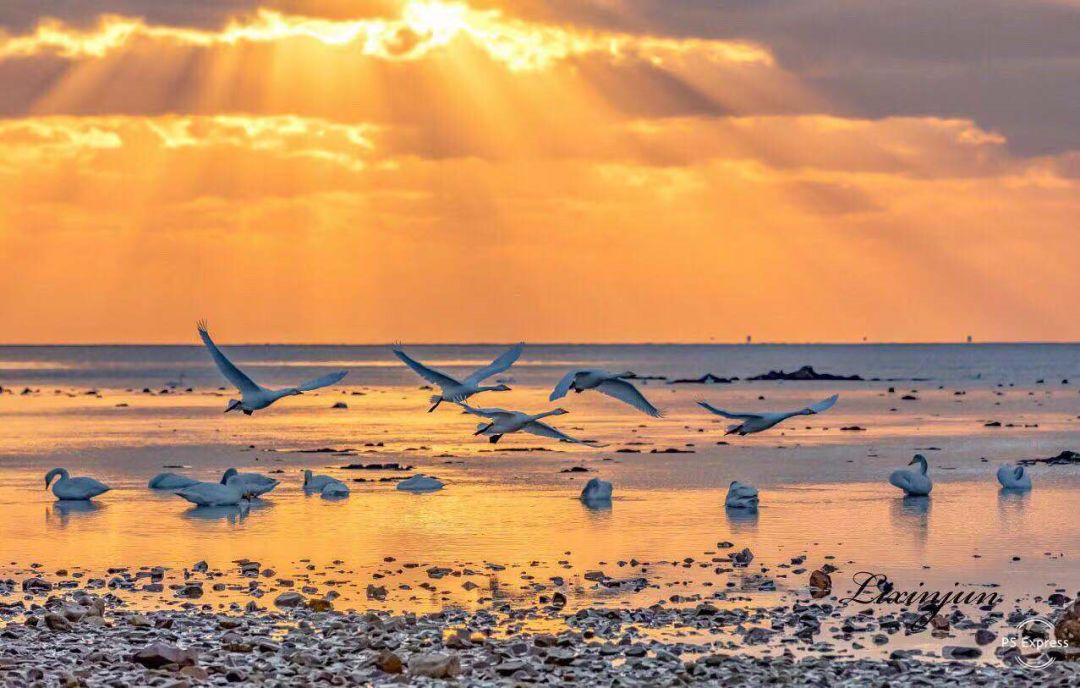 f52带来一宗大天鹅谜案