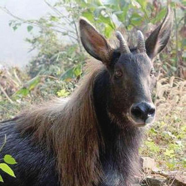 獐子,是麝科,麝属的动物.