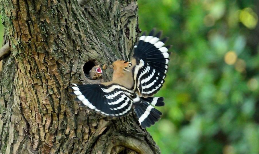很多人都把戴胜鸟误认为啄木鸟.