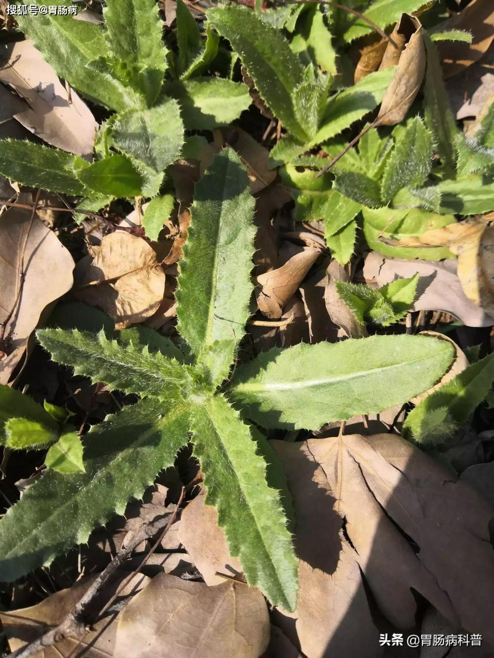 路边的良药:凉血止血,消炎祛瘀的——小蓟_作用