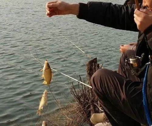 巧用海竿配串钩钓鲫鱼