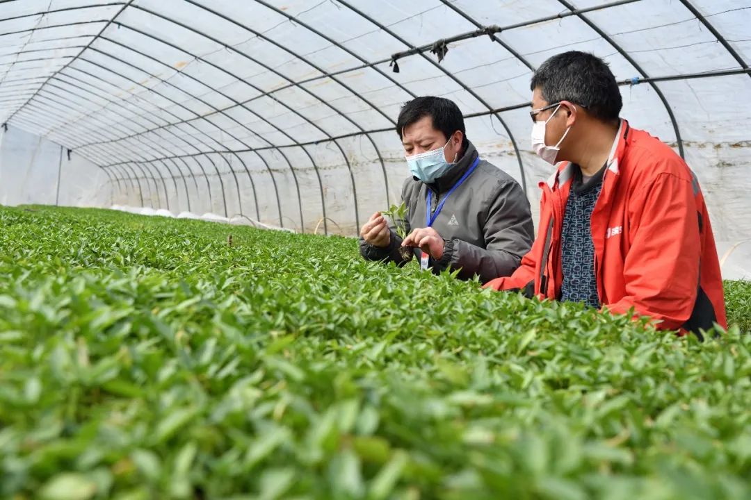 保康县农业技术推广中心农技送下乡春耕有保障