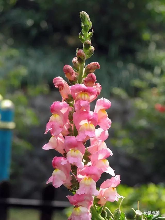 7474那些花开成串的花儿惊艳你的四季