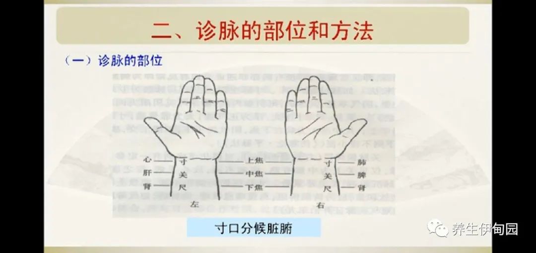 脉诊(二)上海中医药大学脉诊(一)上海中医药大学脉象的四个基本要素