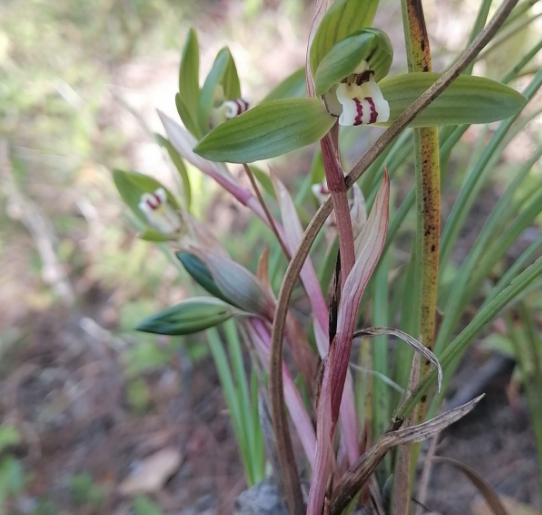 不管什麼目的,花花都不鼓勵大家去山上挖野生蘭草或其他野生植物