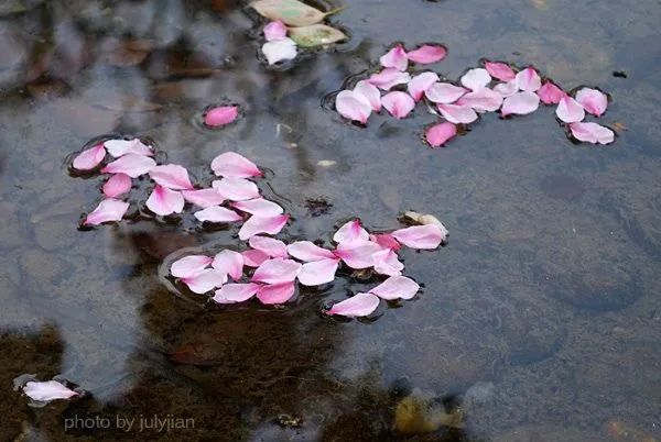 三月桃花水唯美音畫