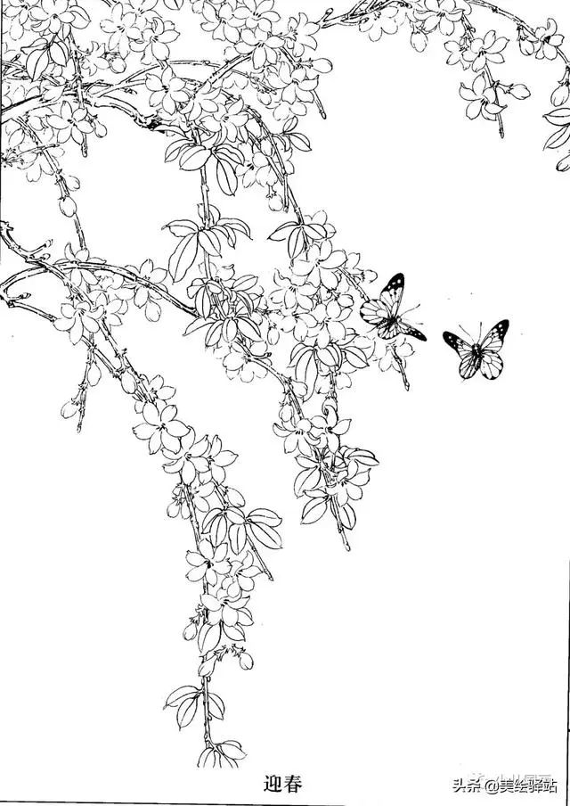 工笔画线描百花画谱春夏篇