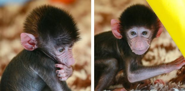 1阿拉伯狒狒宝宝