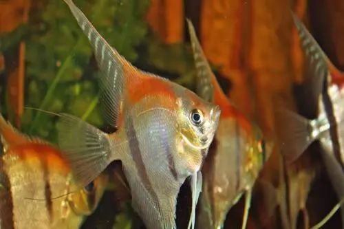 每日一魚紅背埃及頭背部位有明顯的紅斑