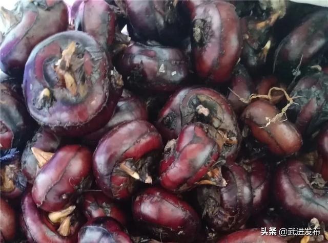 6万斤茨菰荸荠滞销农户寻求帮助