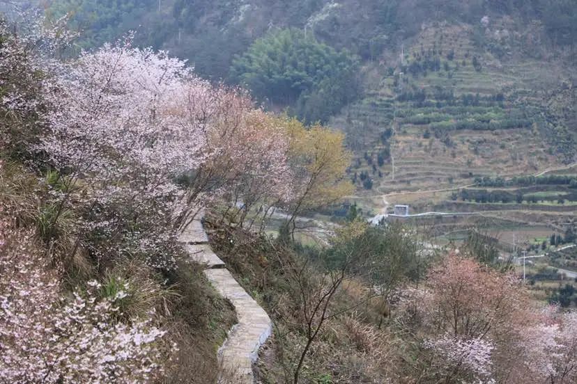 原创分享去磐安东川村邂逅一场浪漫樱花雨