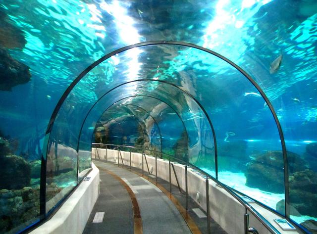苏州海洋馆,感受海洋馆的神奇与魅力