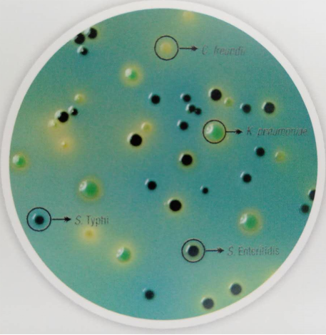 鉴别沙门与非沙门菌的两款显色培养基