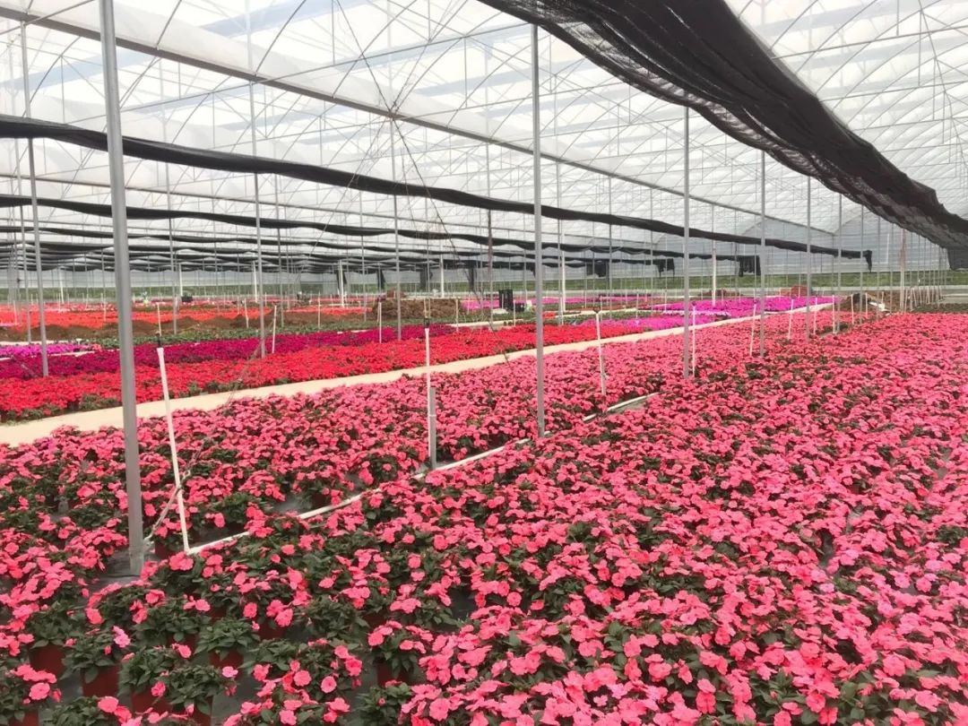 万物复苏春暖花开带您逛一逛南海花博园