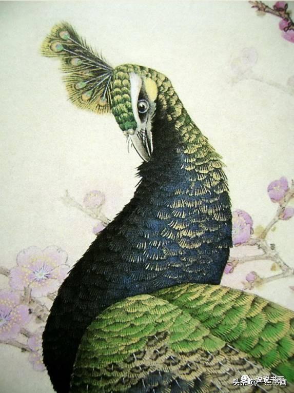 非常全面的孔雀工笔画法