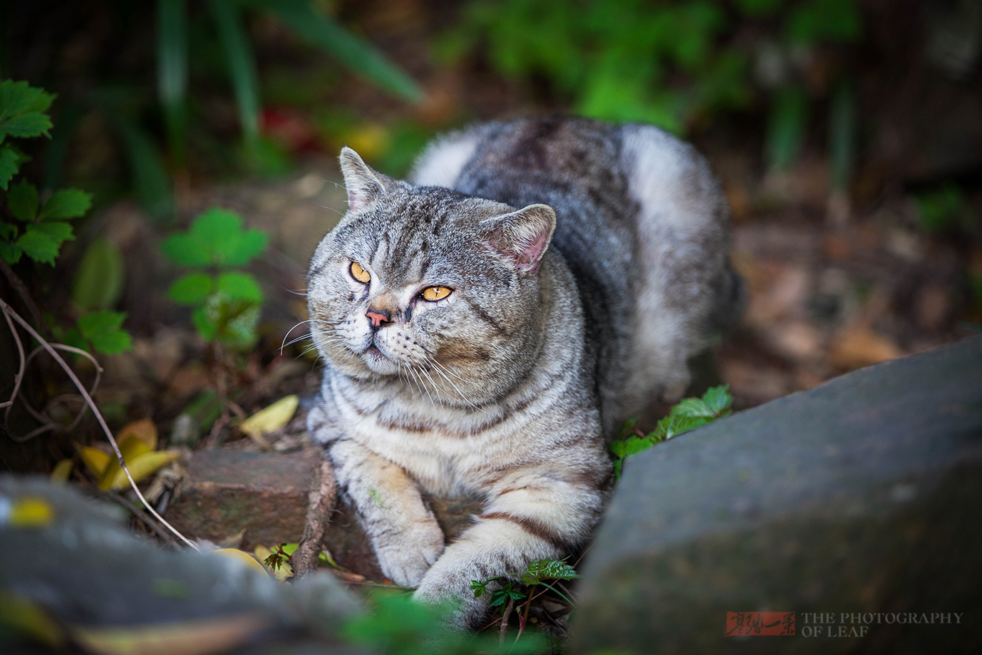 江苏千年古刹里的网红猫,曾被人偷偷抱走,只过了一夜就还回来了_无锡
