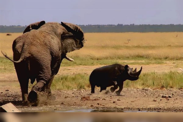 35吨犀牛碰到55吨大象场面彻底失控镜头记录全过程