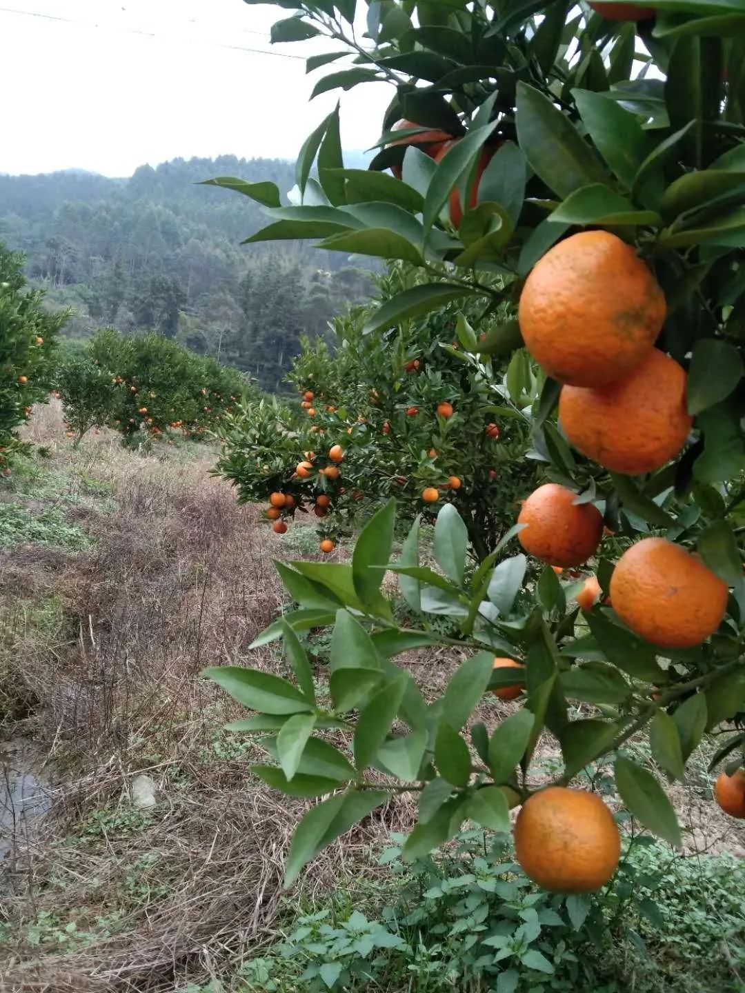 爱心助力,代销柑果