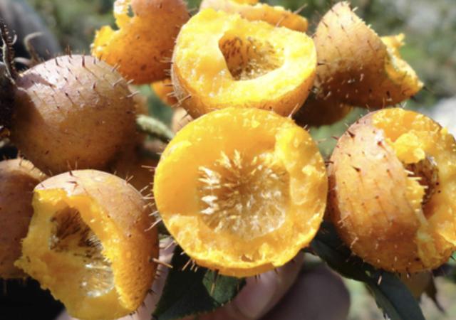 带刺的1种“野果”，果皮黄色，以往称它为“刺梨”，珍贵、少见_植物