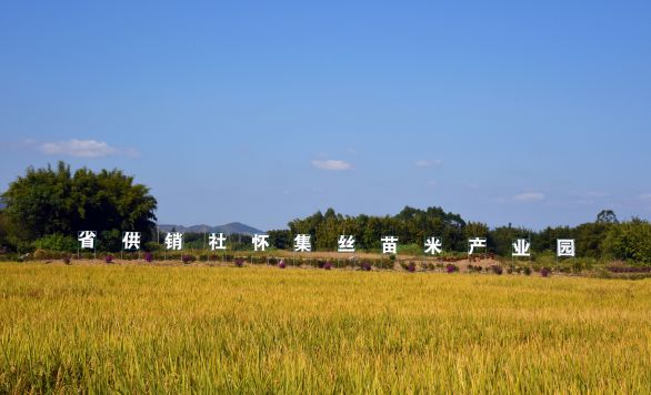 怀集丝苗米产业园抢抓农时春耕忙